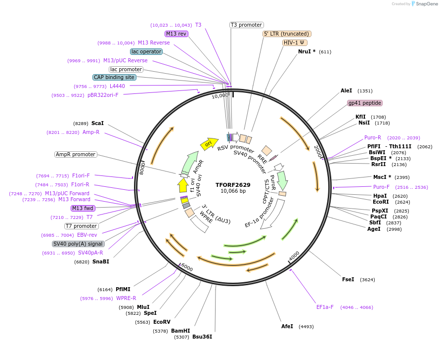 142966-plasmid-map-sequence-id-397319