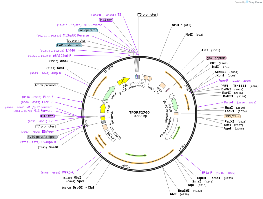 142983-plasmid-map-sequence-id-397320