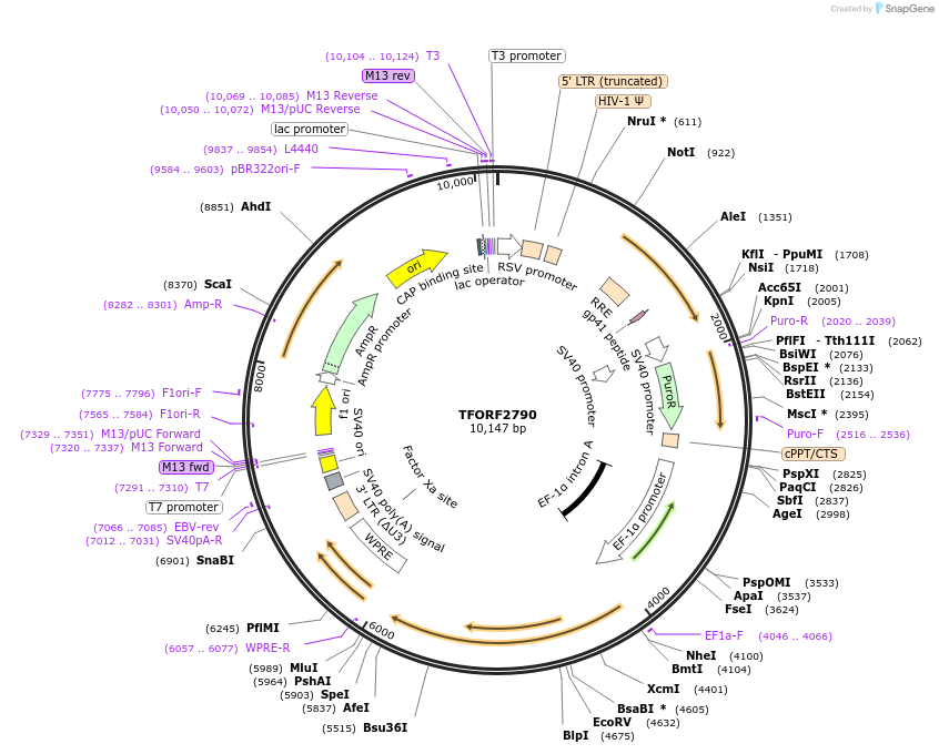 142990-plasmid-map-sequence-id-397322