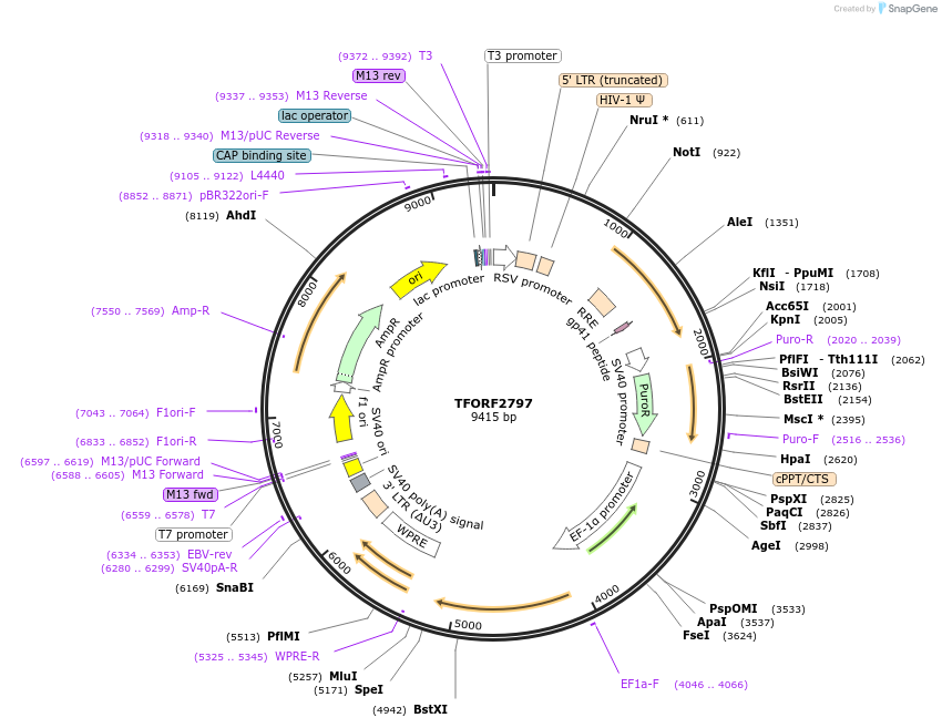 142993-plasmid-map-sequence-id-397326