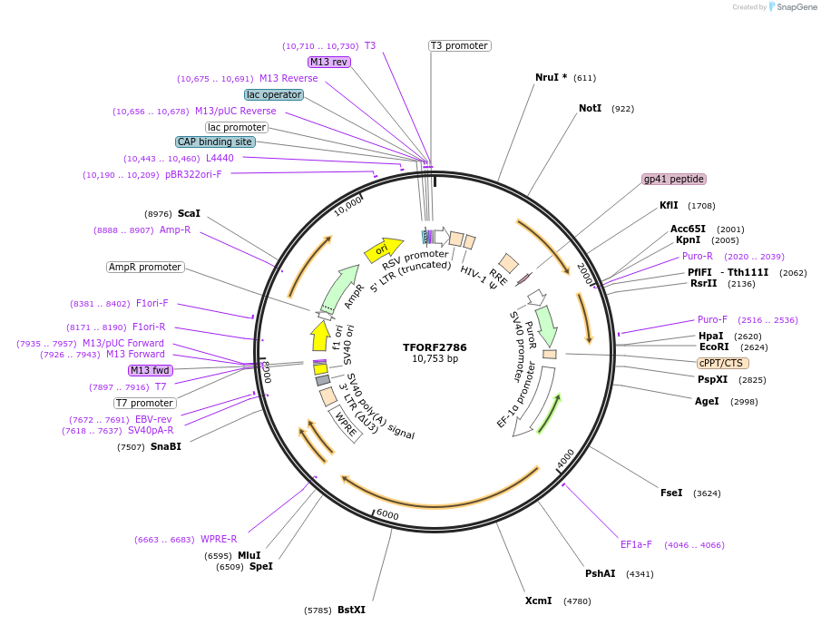 142989-plasmid-map-sequence-id-397327