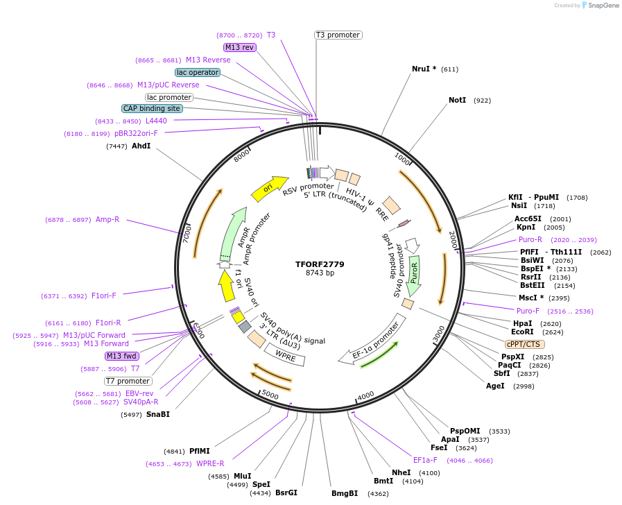 142987-plasmid-map-sequence-id-397329