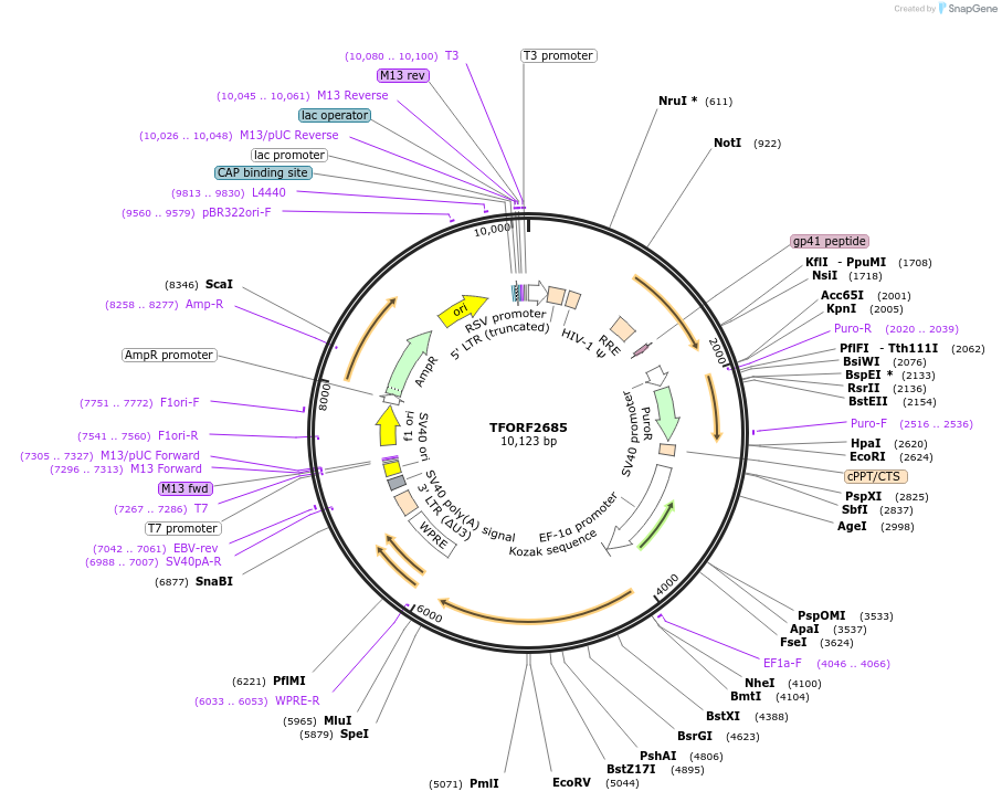 142974-plasmid-map-sequence-id-397332