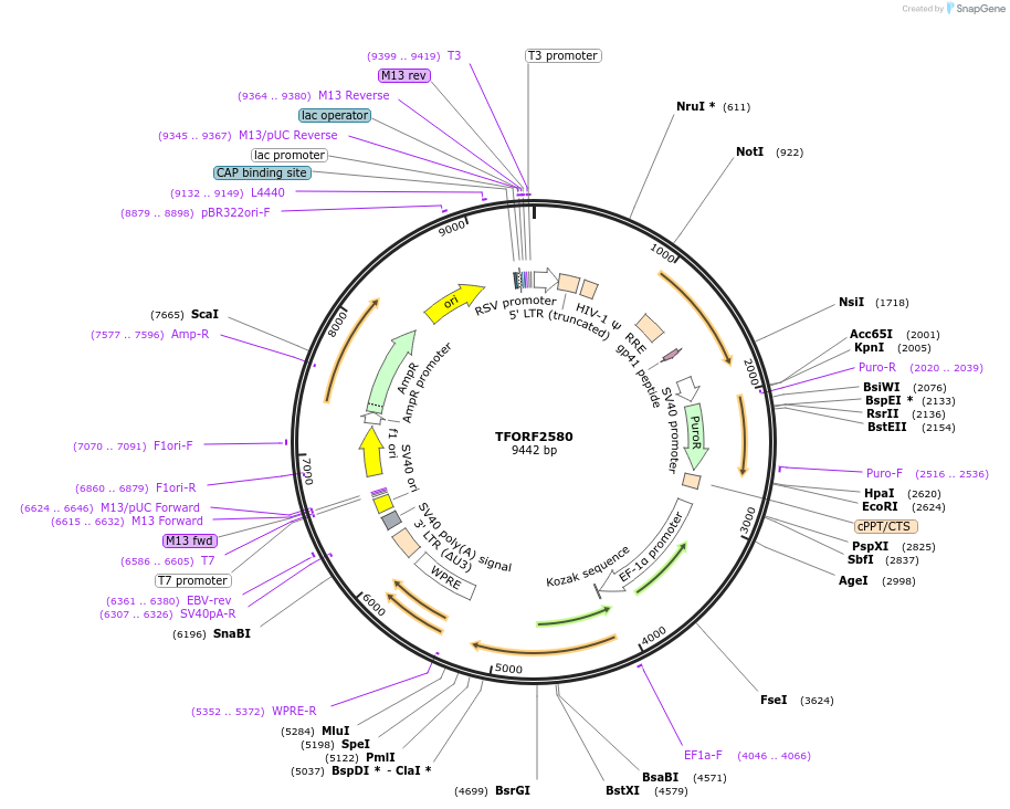 142961-plasmid-map-sequence-id-397338