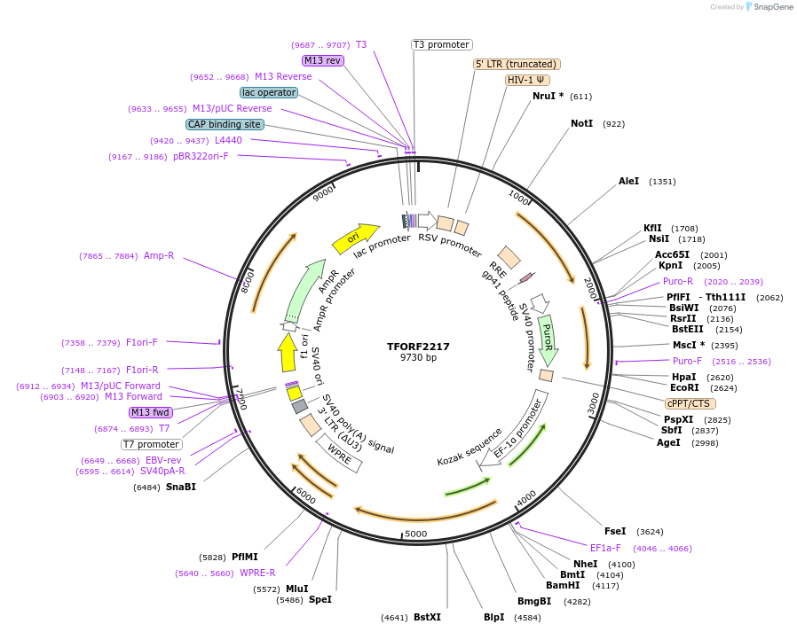 142926-plasmid-map-sequence-id-397339