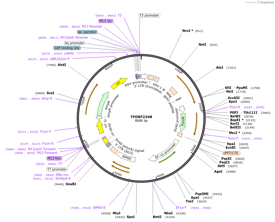 142933-plasmid-map-sequence-id-397340