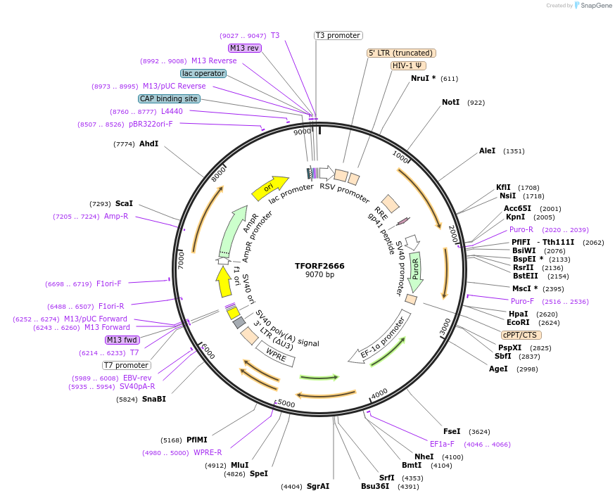 142970-plasmid-map-sequence-id-397342