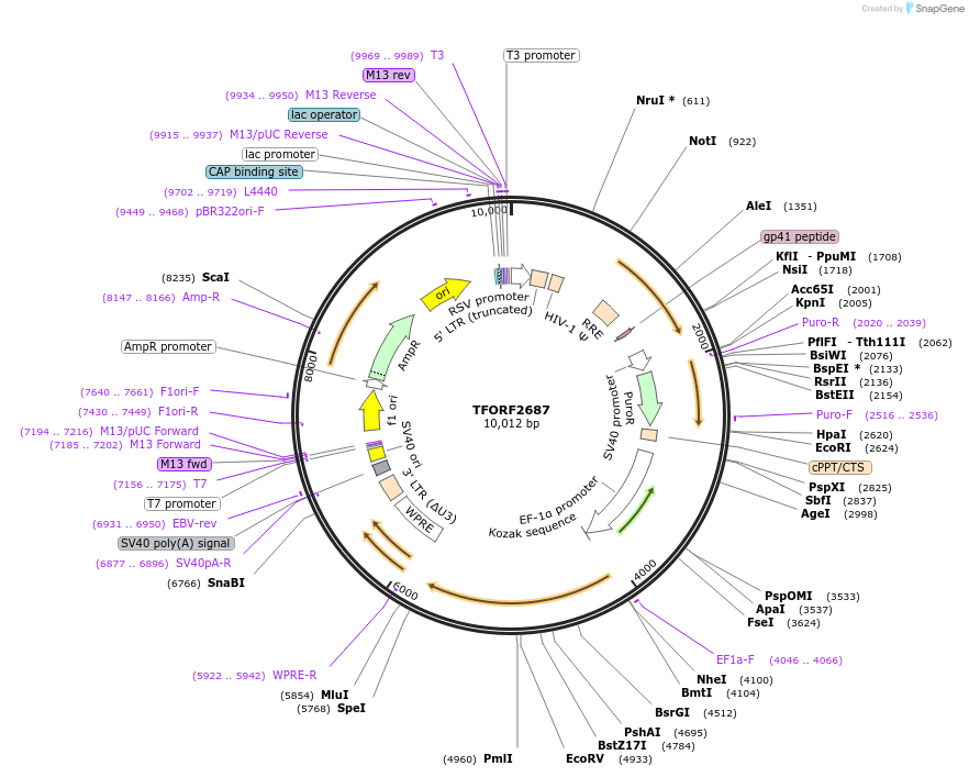 142975-plasmid-map-sequence-id-397343
