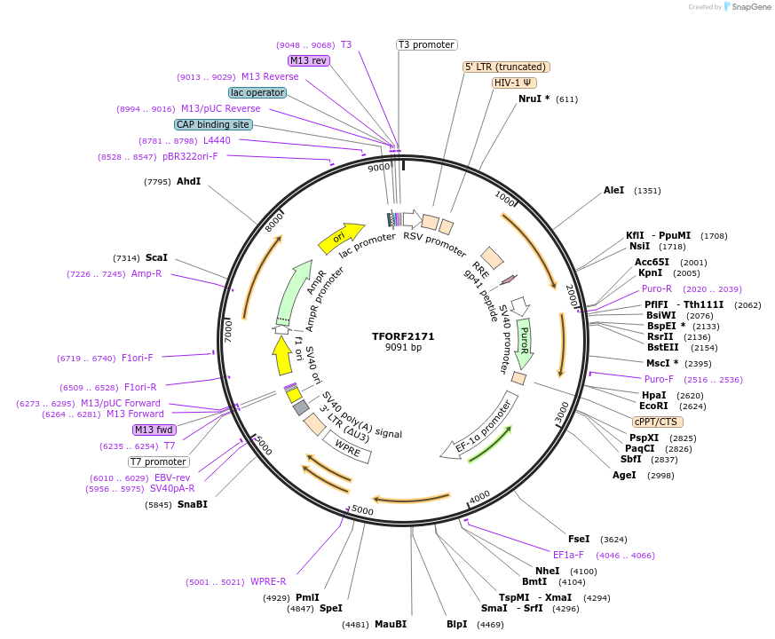 142921-plasmid-map-sequence-id-397344
