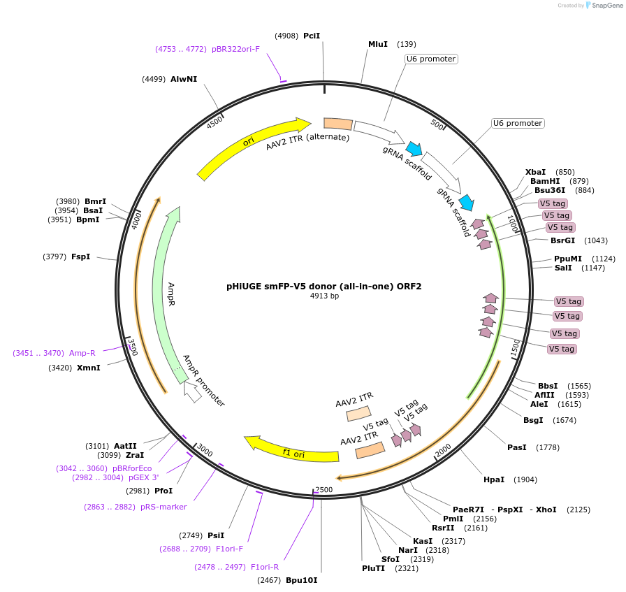 200388-plasmid-map-sequence-id-397390