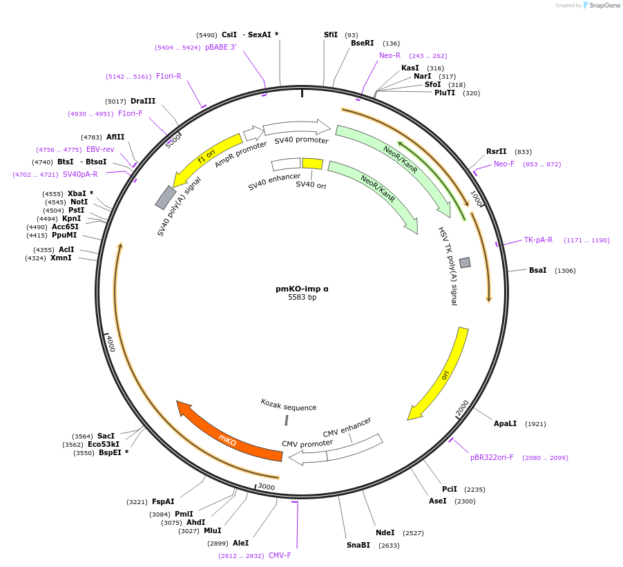 200082-plasmid-map-sequence-id-397396