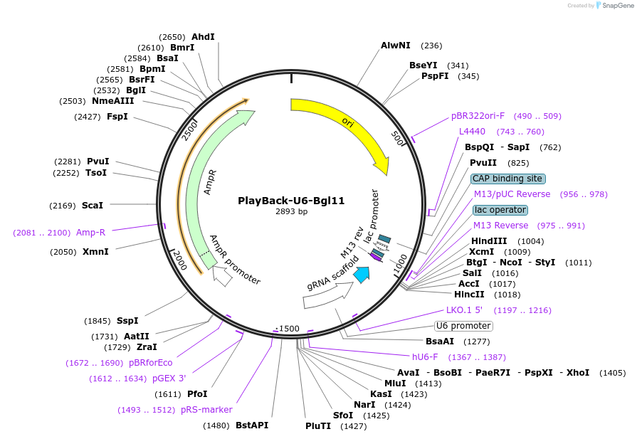 203299-plasmid-map-sequence-id-397400
