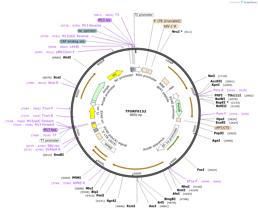 142461-plasmid-map-sequence-id-397413