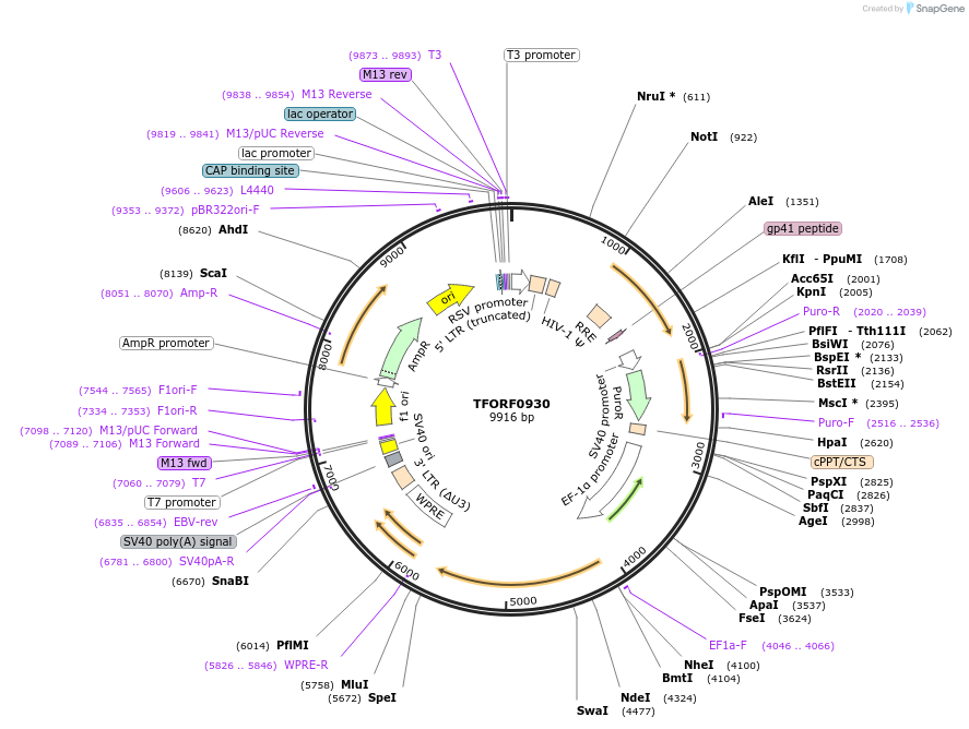 143242-plasmid-map-sequence-id-397415
