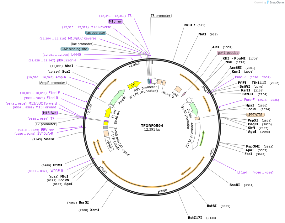 143225-plasmid-map-sequence-id-397424
