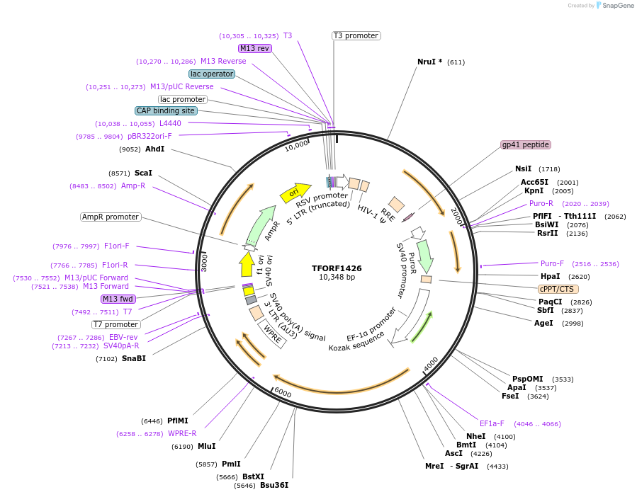 143270-plasmid-map-sequence-id-397426