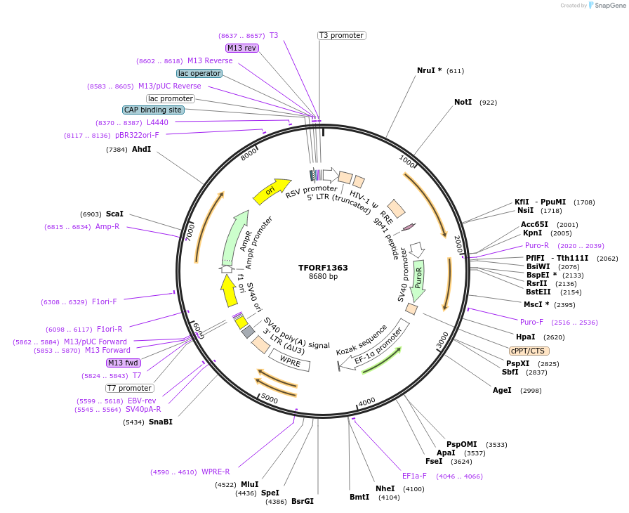 142791-plasmid-map-sequence-id-397437