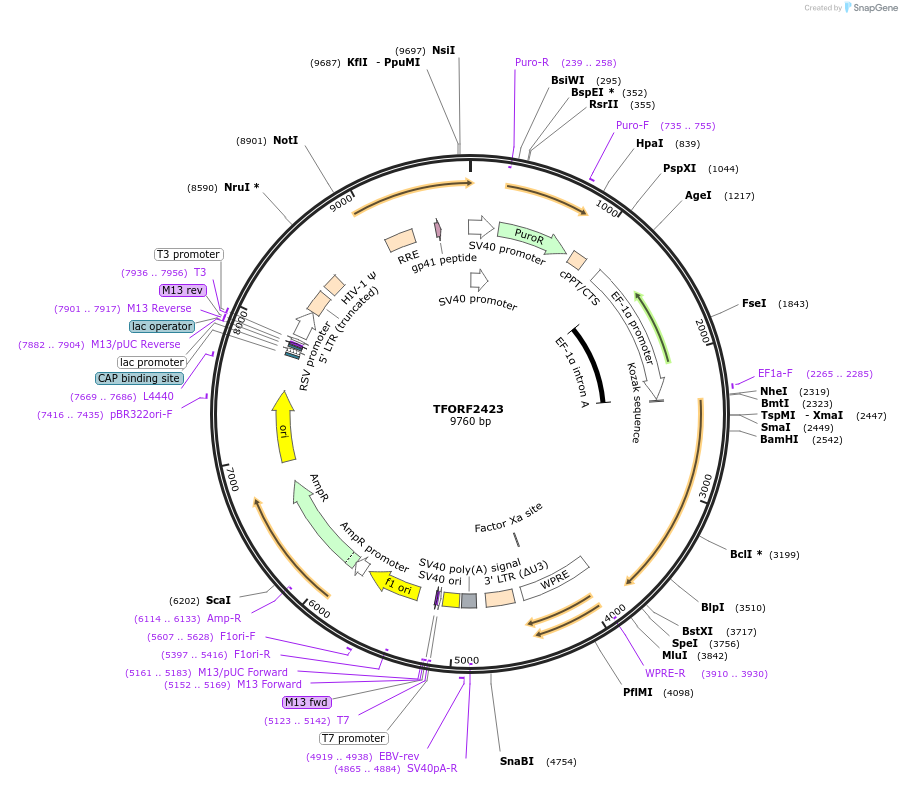 142077-plasmid-map-sequence-id-397481