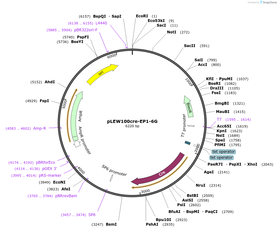 33344-plasmid-map-sequence-id-39749