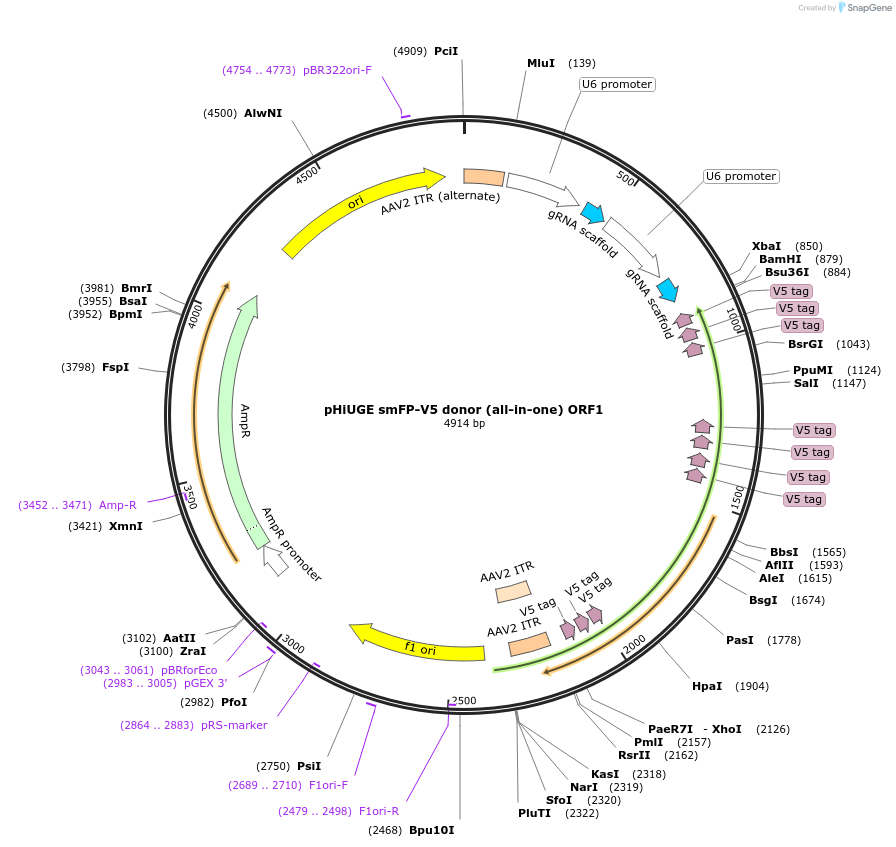 200387-plasmid-map-sequence-id-397525