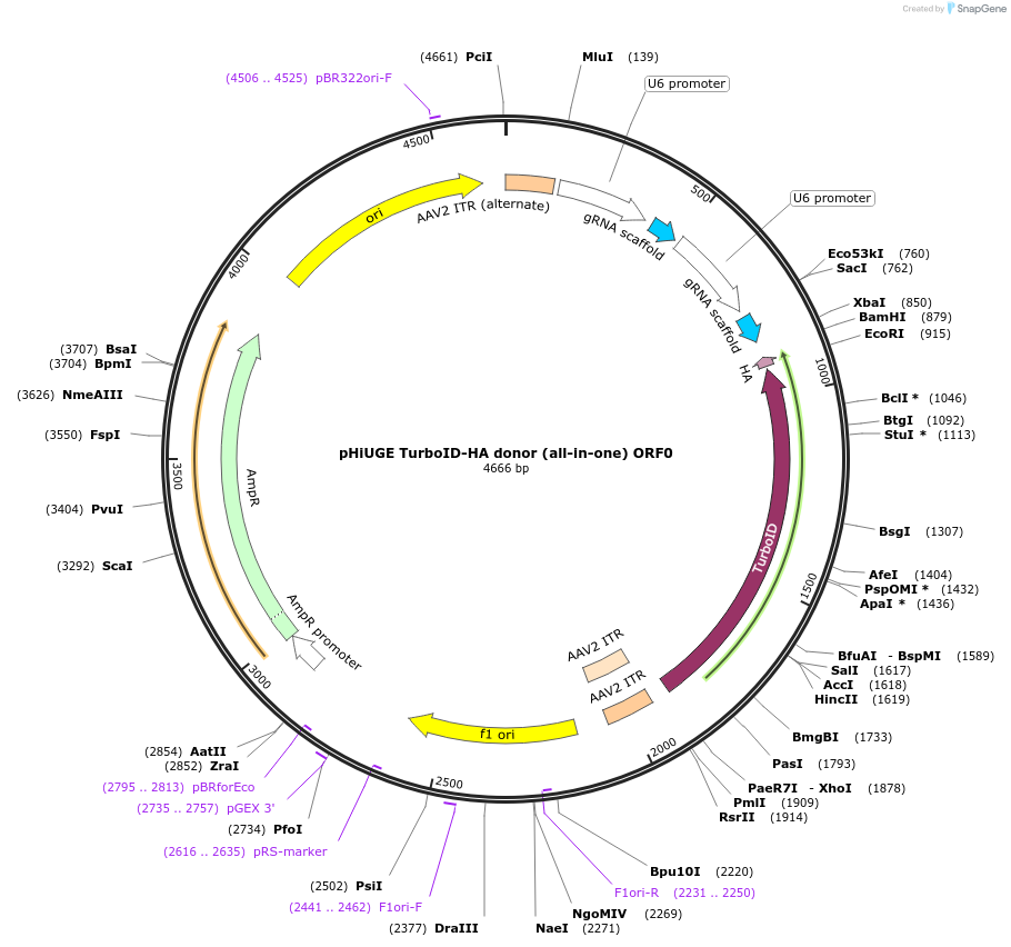 200383-plasmid-map-sequence-id-397527