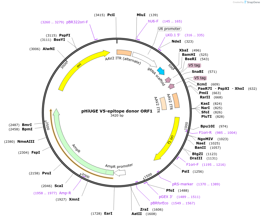 200378-plasmid-map-sequence-id-397532
