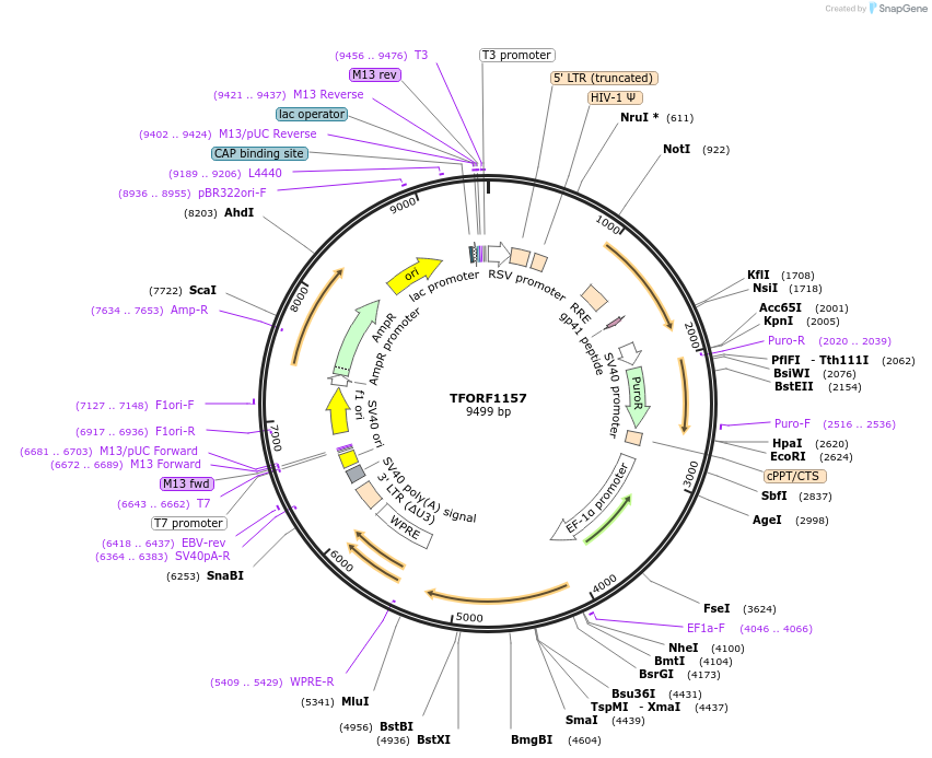 142252-plasmid-map-sequence-id-397549