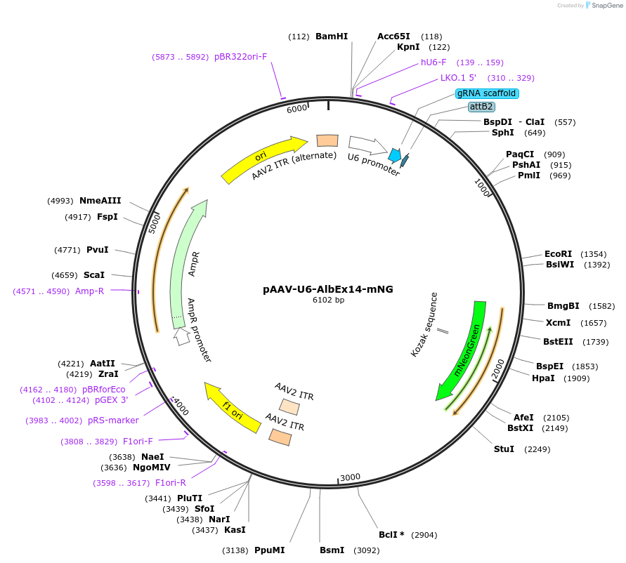 201780-plasmid-map-sequence-id-397551