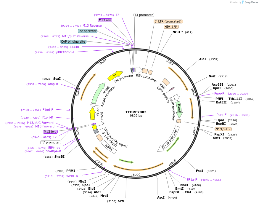 142902-plasmid-map-sequence-id-397561