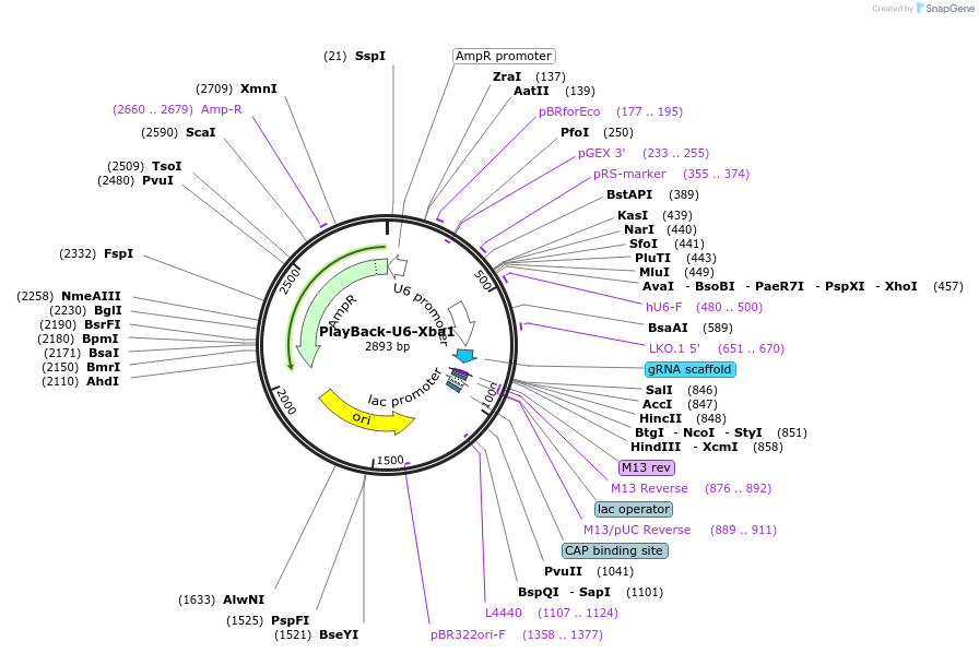 203300-plasmid-map-sequence-id-397567