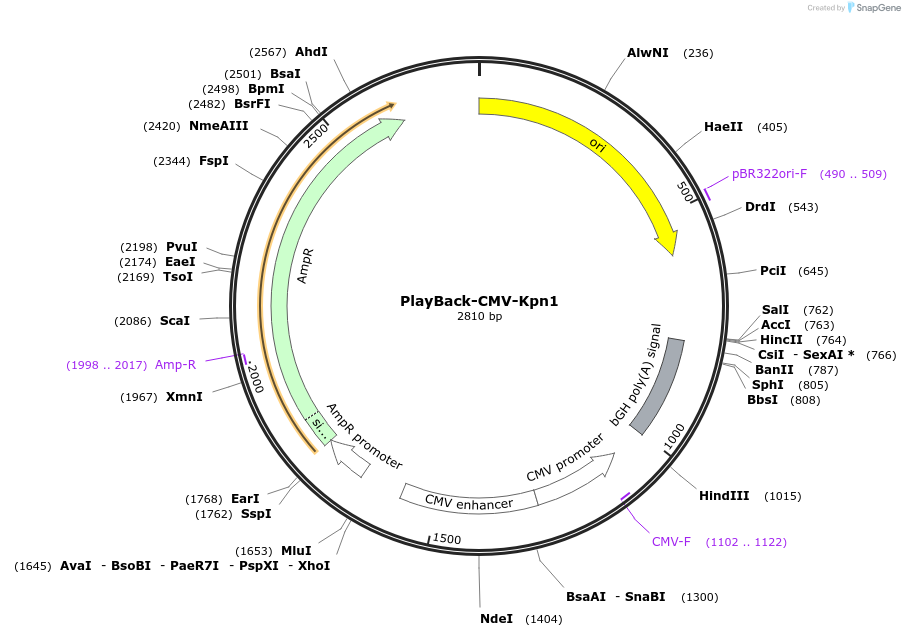 203302-plasmid-map-sequence-id-397573