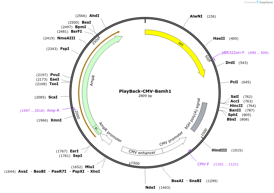 203303-plasmid-map-sequence-id-397575