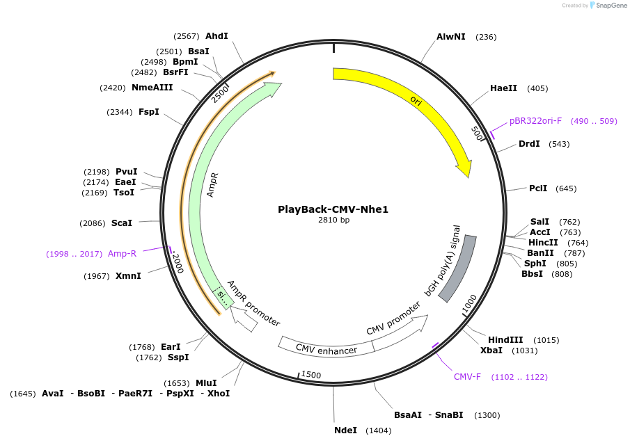 203304-plasmid-map-sequence-id-397576