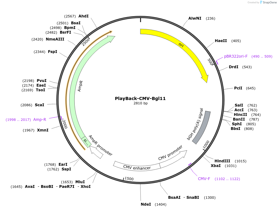 203306-plasmid-map-sequence-id-397578