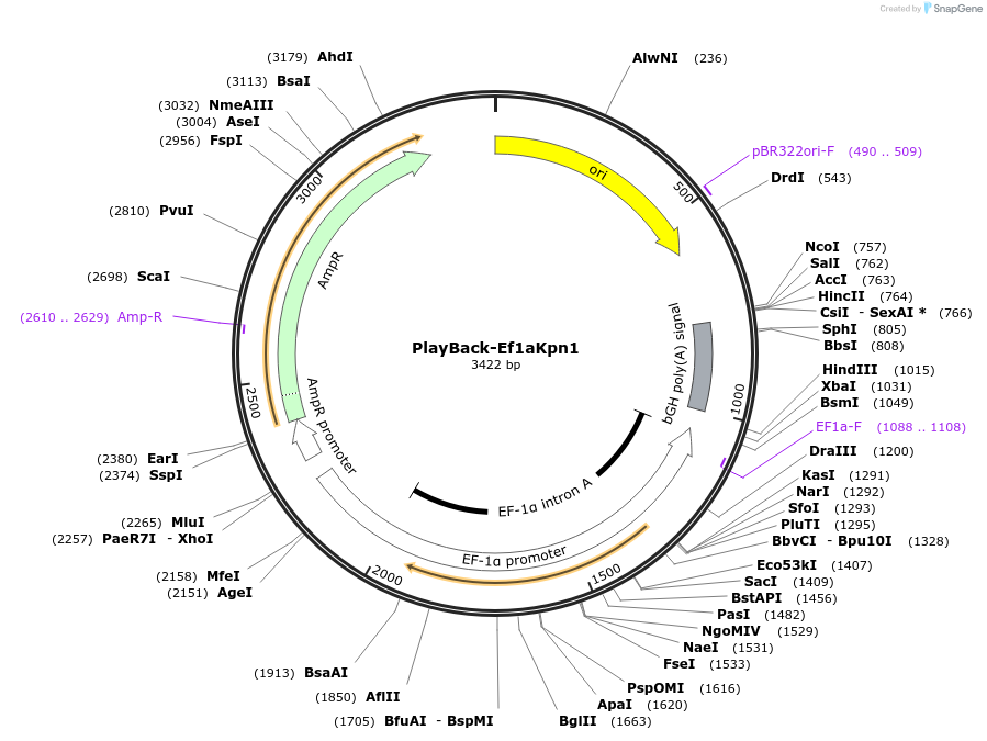 203307-plasmid-map-sequence-id-397579