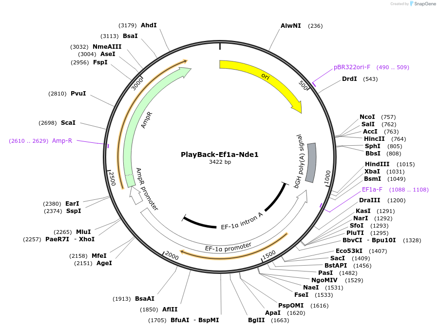 203309-plasmid-map-sequence-id-397581