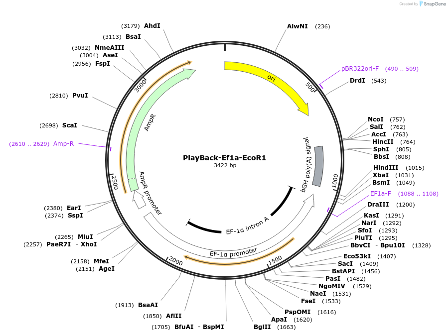 203311-plasmid-map-sequence-id-397583