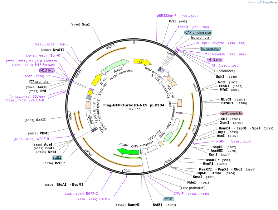202019-plasmid-map-sequence-id-397591