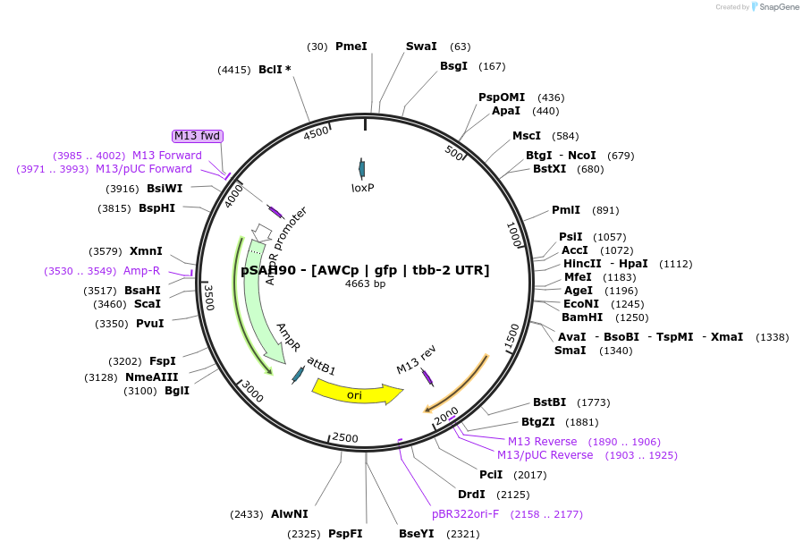 200364-plasmid-map-sequence-id-397596