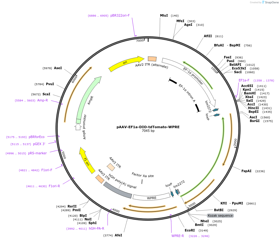 202610-plasmid-map-sequence-id-397599