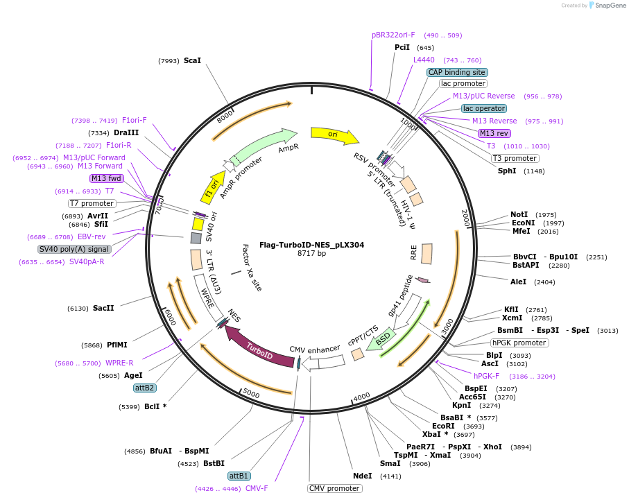 202008-plasmid-map-sequence-id-397602