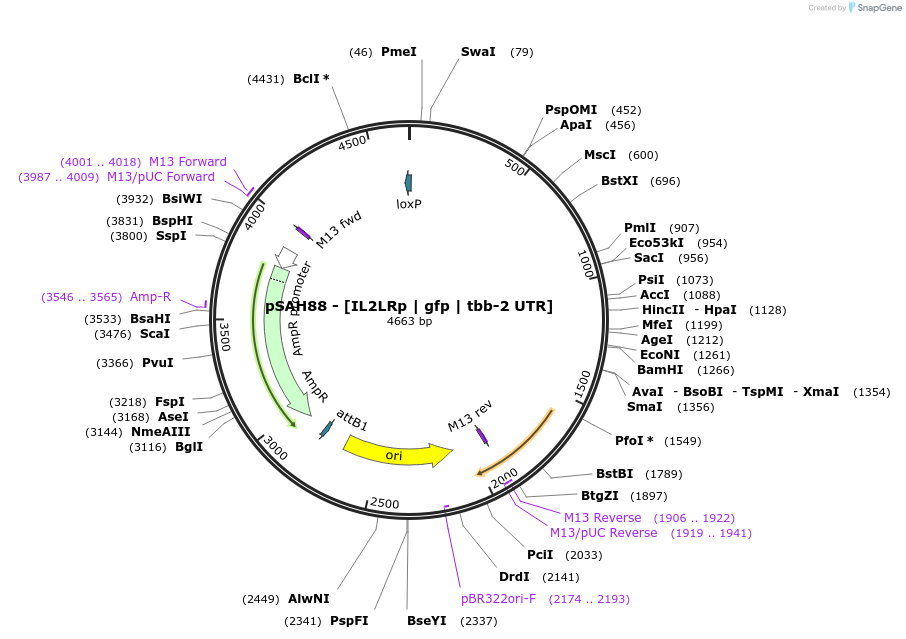 200362-plasmid-map-sequence-id-397603