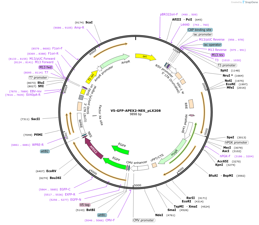 202018-plasmid-map-sequence-id-397611