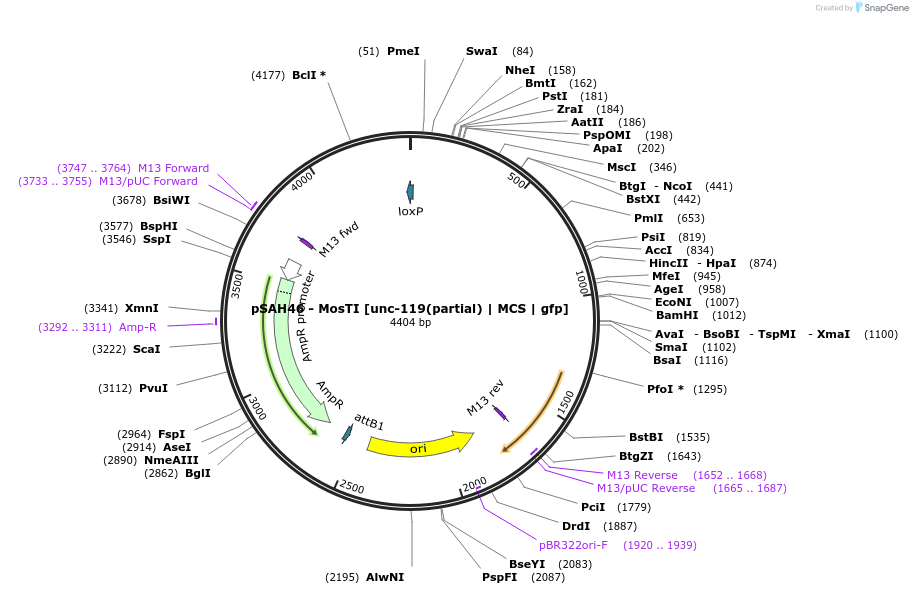 200366-plasmid-map-sequence-id-397612