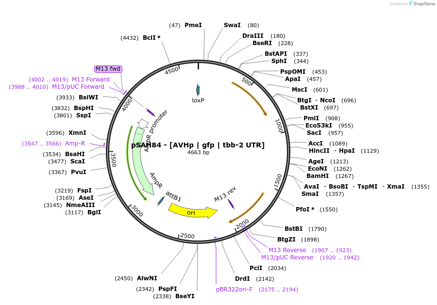 200358-plasmid-map-sequence-id-397614