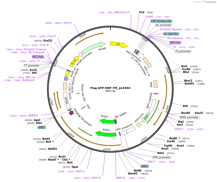 202021-plasmid-map-sequence-id-397615