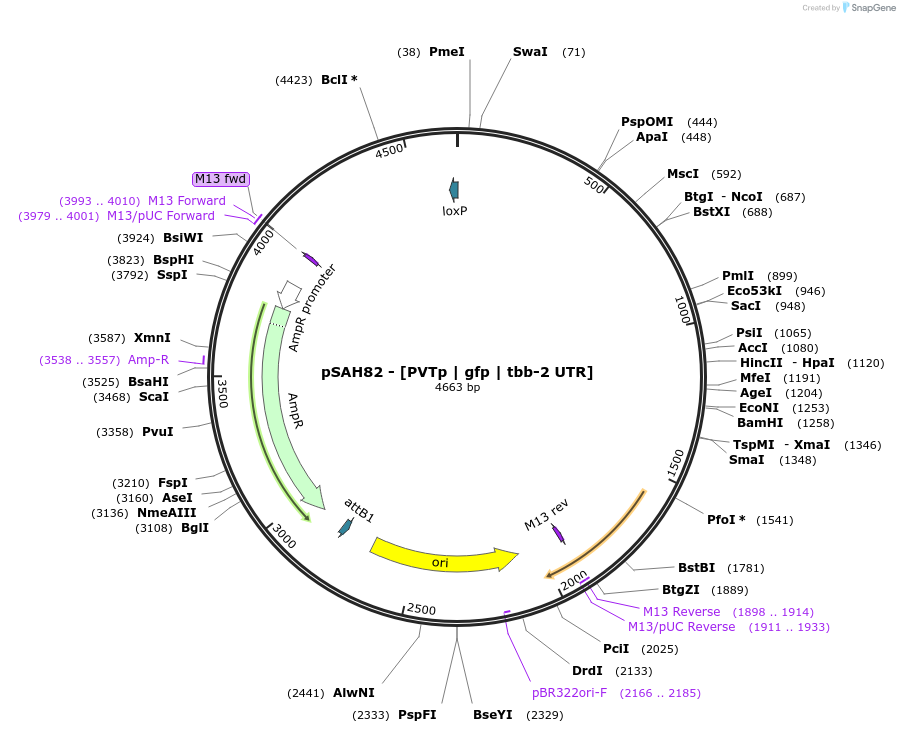 200356-plasmid-map-sequence-id-397617