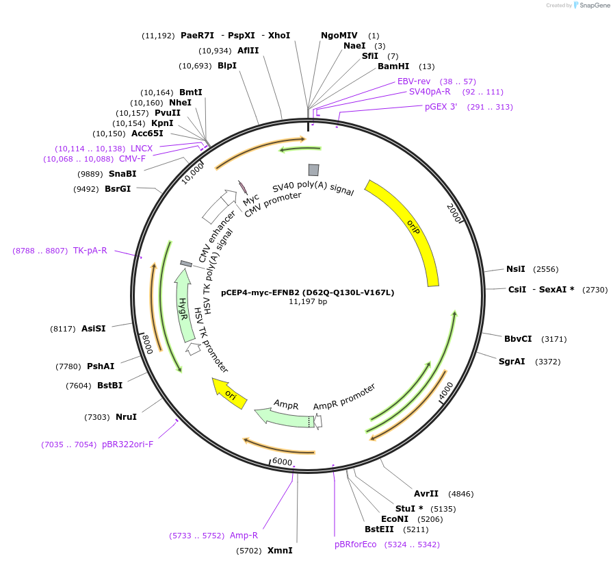 200977-plasmid-map-sequence-id-397620
