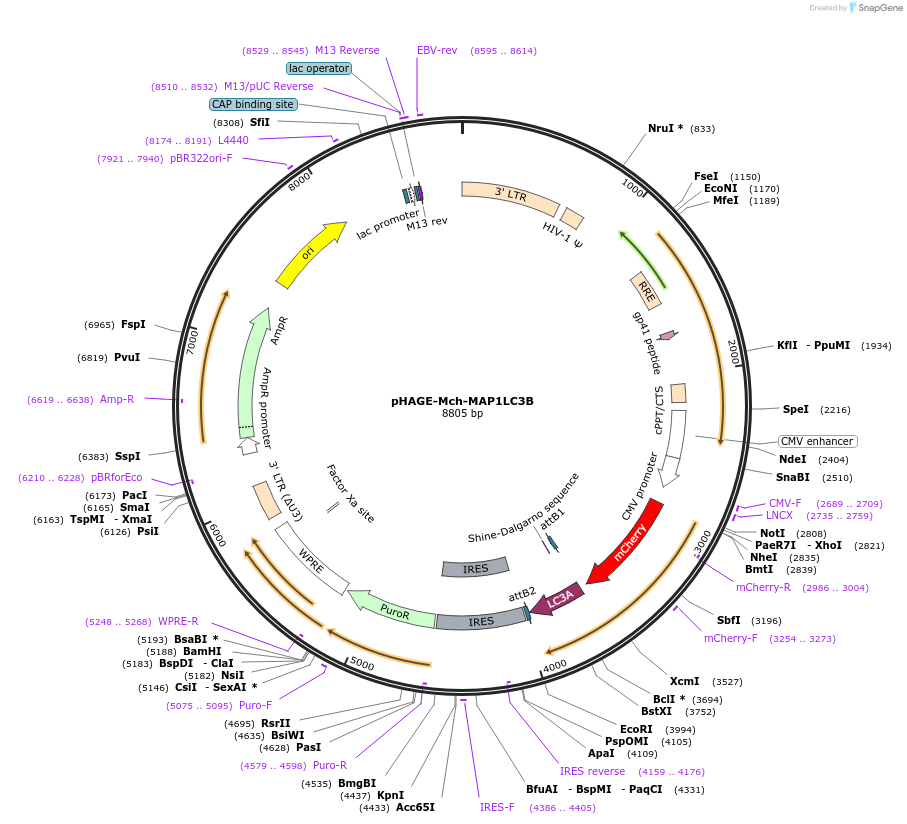 201924-plasmid-map-sequence-id-397641