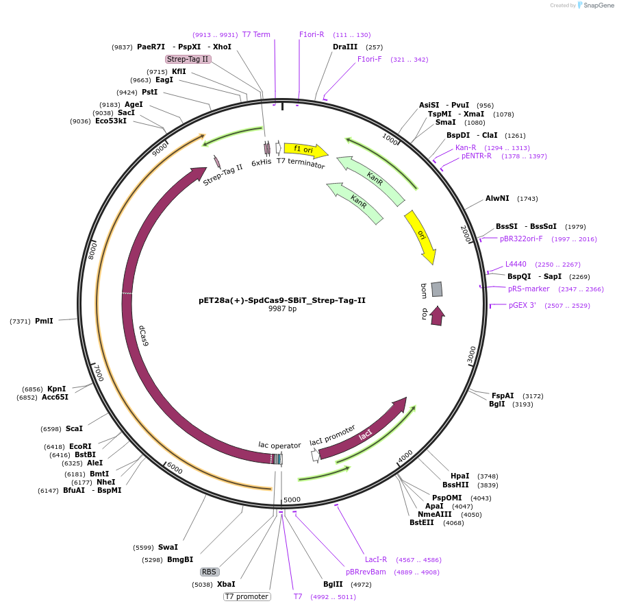 198750-plasmid-map-sequence-id-397643